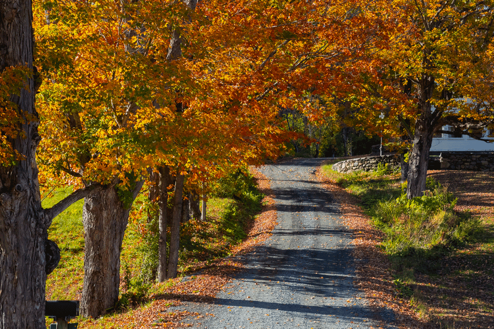 Rural Driveway
